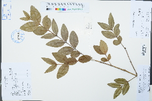  ( - Ge04269)  @11 [ ] CreativeCommons  Attribution Non-Commercial Share-Alike  Unspecified Herbarium of South China Botanical Garden
