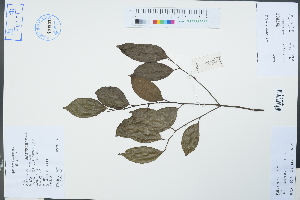  ( - Ge04270)  @11 [ ] CreativeCommons  Attribution Non-Commercial Share-Alike  Unspecified Herbarium of South China Botanical Garden