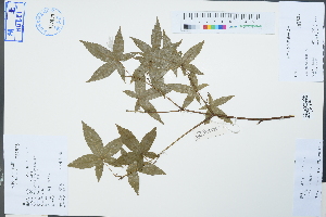  ( - Ge04271)  @11 [ ] CreativeCommons  Attribution Non-Commercial Share-Alike  Unspecified Herbarium of South China Botanical Garden