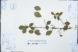  ( - Ge04277)  @11 [ ] CreativeCommons  Attribution Non-Commercial Share-Alike  Unspecified Herbarium of South China Botanical Garden