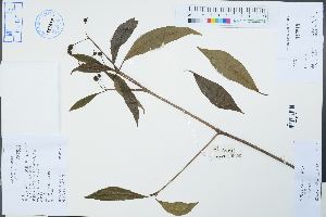  (Pittosporum illicioides - Ge04594)  @11 [ ] CreativeCommons  Attribution Non-Commercial Share-Alike  Unspecified Herbarium of South China Botanical Garden