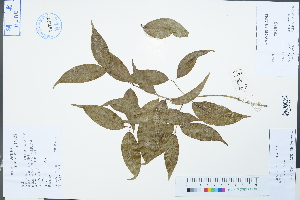  ( - Ge04281)  @11 [ ] CreativeCommons  Attribution Non-Commercial Share-Alike  Unspecified Herbarium of South China Botanical Garden