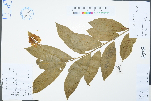  ( - Ge04288)  @11 [ ] CreativeCommons  Attribution Non-Commercial Share-Alike  Unspecified Herbarium of South China Botanical Garden