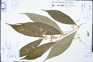  ( - Ge04289)  @11 [ ] CreativeCommons  Attribution Non-Commercial Share-Alike  Unspecified Herbarium of South China Botanical Garden