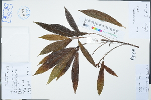  (Ficus abelii - Ge04596)  @11 [ ] CreativeCommons  Attribution Non-Commercial Share-Alike  Unspecified Herbarium of South China Botanical Garden
