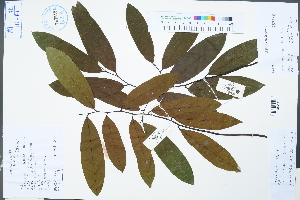  (Annonaceae - Ge04291)  @11 [ ] CreativeCommons  Attribution Non-Commercial Share-Alike  Unspecified Herbarium of South China Botanical Garden
