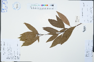  (Litsea rotundifolia var. oblongifolia - Ge04294)  @11 [ ] CreativeCommons  Attribution Non-Commercial Share-Alike  Unspecified Herbarium of South China Botanical Garden