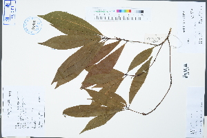  (Machilus pauhoi - Ge04598)  @11 [ ] CreativeCommons  Attribution Non-Commercial Share-Alike  Unspecified Herbarium of South China Botanical Garden