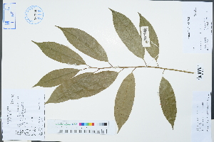  (Itea chinensis - Ge04299)  @11 [ ] CreativeCommons  Attribution Non-Commercial Share-Alike  Unspecified Herbarium of South China Botanical Garden