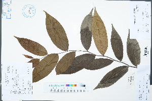 (Miliusa sinensis - Ge04300)  @11 [ ] CreativeCommons  Attribution Non-Commercial Share-Alike  Unspecified Herbarium of South China Botanical Garden