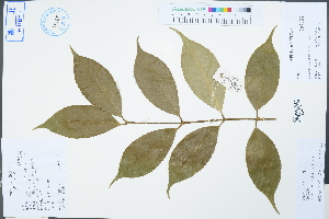  (Euonymus euscaphis - Ge04302)  @11 [ ] CreativeCommons  Attribution Non-Commercial Share-Alike  Unspecified Herbarium of South China Botanical Garden
