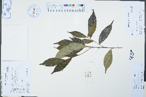  (Ficus formosana - Ge04304)  @11 [ ] CreativeCommons  Attribution Non-Commercial Share-Alike  Unspecified Herbarium of South China Botanical Garden