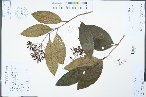  (Viburnum lutescens - Ge04601)  @11 [ ] CreativeCommons  Attribution Non-Commercial Share-Alike  Unspecified Herbarium of South China Botanical Garden