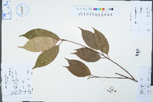  (Neolitsea aurata - Ge04602)  @11 [ ] CreativeCommons  Attribution Non-Commercial Share-Alike  Unspecified Herbarium of South China Botanical Garden