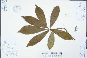  (Elaeocarpus sylvestris - Ge04309)  @11 [ ] CreativeCommons  Attribution Non-Commercial Share-Alike  Unspecified Herbarium of South China Botanical Garden
