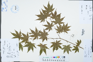  (Acer cappadocicum - Ge04310)  @11 [ ] CreativeCommons  Attribution Non-Commercial Share-Alike  Unspecified Herbarium of South China Botanical Garden