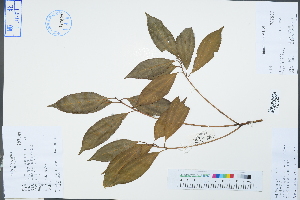  (Neolitsea aurata var. paraciculata - Ge04604)  @11 [ ] CreativeCommons  Attribution Non-Commercial Share-Alike  Unspecified Herbarium of South China Botanical Garden