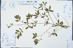  (Ligustrum - Ge04312)  @11 [ ] CreativeCommons  Attribution Non-Commercial Share-Alike  Unspecified Herbarium of South China Botanical Garden