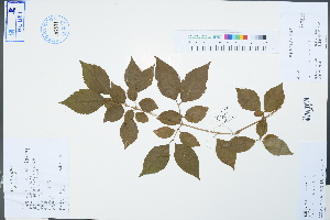  (Forsythia viridissima - Ge04314)  @11 [ ] CreativeCommons  Attribution Non-Commercial Share-Alike  Unspecified Herbarium of South China Botanical Garden