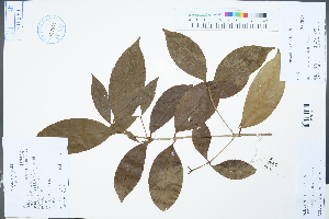  (Diplospora dubia - Ge04315)  @11 [ ] CreativeCommons  Attribution Non-Commercial Share-Alike  Unspecified Herbarium of South China Botanical Garden
