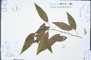  (Antidesma japonicum - Ge04317)  @11 [ ] CreativeCommons  Attribution Non-Commercial Share-Alike  Unspecified Herbarium of South China Botanical Garden