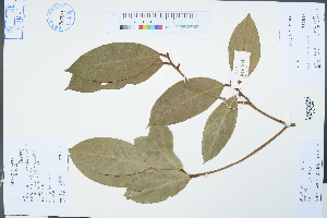  (Machilus grijsii - Ge04319)  @11 [ ] CreativeCommons  Attribution Non-Commercial Share-Alike  Unspecified Herbarium of South China Botanical Garden