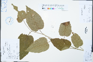  (Rubus swinhoei - Ge04320)  @11 [ ] CreativeCommons  Attribution Non-Commercial Share-Alike  Unspecified Herbarium of South China Botanical Garden