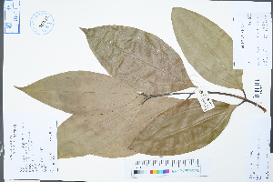  (Cinnamomum bejolghota - Ge04613)  @11 [ ] CreativeCommons  Attribution Non-Commercial Share-Alike  Unspecified Herbarium of South China Botanical Garden