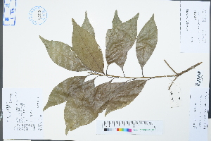  (Lithocarpus glaber - Ge04327)  @11 [ ] CreativeCommons  Attribution Non-Commercial Share-Alike  Unspecified Herbarium of South China Botanical Garden