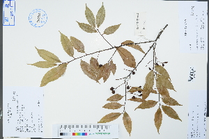  (Laurocerasus - Ge04328)  @11 [ ] CreativeCommons  Attribution Non-Commercial Share-Alike  Unspecified Herbarium of South China Botanical Garden