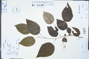  (Poliothyrsis - Ge04329)  @11 [ ] CreativeCommons  Attribution Non-Commercial Share-Alike  Unspecified Herbarium of South China Botanical Garden