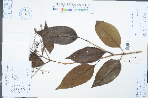  (Ligustrum lucidum - Ge04330)  @11 [ ] CreativeCommons  Attribution Non-Commercial Share-Alike  Unspecified Herbarium of South China Botanical Garden