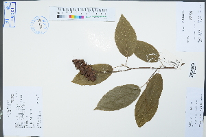  (Corylopsis - Ge04333)  @11 [ ] CreativeCommons  Attribution Non-Commercial Share-Alike  Unspecified Herbarium of South China Botanical Garden