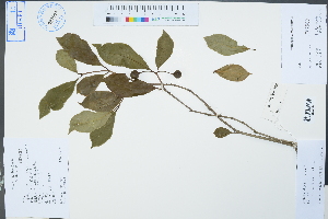  (Pittosporum truncatum - Ge04335)  @11 [ ] CreativeCommons  Attribution Non-Commercial Share-Alike  Unspecified Herbarium of South China Botanical Garden