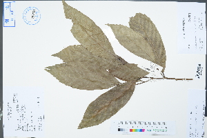  (Castanopsis sclerophylla - Ge04336)  @11 [ ] CreativeCommons  Attribution Non-Commercial Share-Alike  Unspecified Herbarium of South China Botanical Garden