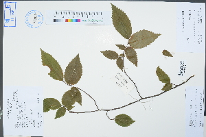  (Ulmus elongata - Ge04338)  @11 [ ] CreativeCommons  Attribution Non-Commercial Share-Alike  Unspecified Herbarium of South China Botanical Garden