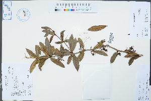  (Berberis julianae - Ge04341)  @11 [ ] CreativeCommons  Attribution Non-Commercial Share-Alike  Unspecified Herbarium of South China Botanical Garden