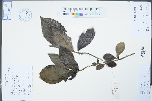  (Gardenia - Ge04342)  @11 [ ] CreativeCommons  Attribution Non-Commercial Share-Alike  Unspecified Herbarium of South China Botanical Garden
