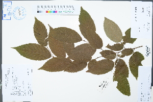  ( - Ge04616)  @11 [ ] CreativeCommons  Attribution Non-Commercial Share-Alike  Unspecified Herbarium of South China Botanical Garden