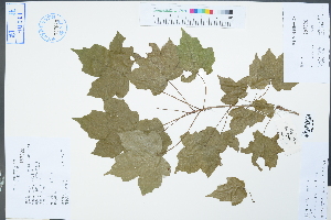  (Acer yangjuechi - Ge04352)  @11 [ ] CreativeCommons  Attribution Non-Commercial Share-Alike  Unspecified Herbarium of South China Botanical Garden