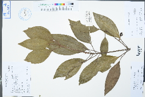  (Neolitsea sericea - Ge04353)  @11 [ ] CreativeCommons  Attribution Non-Commercial Share-Alike  Unspecified Herbarium of South China Botanical Garden