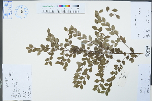  ( - Ge04355)  @11 [ ] CreativeCommons  Attribution Non-Commercial Share-Alike  Unspecified Herbarium of South China Botanical Garden