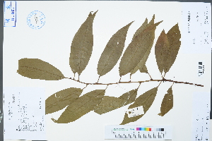  (Prunus persica - Ge04356)  @11 [ ] CreativeCommons  Attribution Non-Commercial Share-Alike  Unspecified Herbarium of South China Botanical Garden