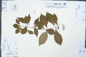 (Callicarpa - Ge04620)  @11 [ ] CreativeCommons  Attribution Non-Commercial Share-Alike  Unspecified Herbarium of South China Botanical Garden
