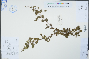  (Phyllanthus chekiangensis - Ge04366)  @11 [ ] CreativeCommons  Attribution Non-Commercial Share-Alike  Unspecified Herbarium of South China Botanical Garden