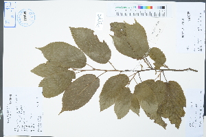  (Corylopsis sinensis - Ge04369)  @11 [ ] CreativeCommons  Attribution Non-Commercial Share-Alike  Unspecified Herbarium of South China Botanical Garden