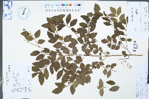  (Fraxinus hupehensis - Ge04370)  @11 [ ] CreativeCommons  Attribution Non-Commercial Share-Alike  Unspecified Herbarium of South China Botanical Garden