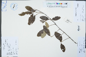  (Viburnum utile - Ge04373)  @11 [ ] CreativeCommons  Attribution Non-Commercial Share-Alike  Unspecified Herbarium of South China Botanical Garden