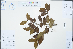  (Camellia sasanqua - Ge04374)  @11 [ ] CreativeCommons  Attribution Non-Commercial Share-Alike  Unspecified Herbarium of South China Botanical Garden