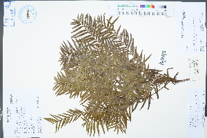  (Taxus wallichiana var. mairei - Ge04375)  @11 [ ] CreativeCommons  Attribution Non-Commercial Share-Alike  Unspecified Herbarium of South China Botanical Garden